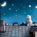 תמונת טפט M חתולה על גג